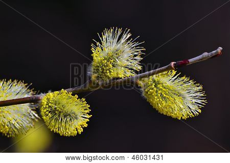 Velikonoční kvetou na jaře pussy willow