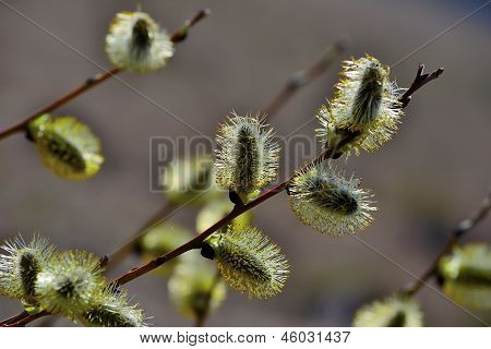 Velikonoční kvetou na jaře pussy willow