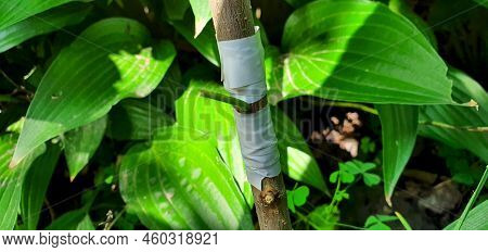 Grafting Of Plum Trees By Bud. In Summer There Is An Opportunity To Graft A Good Plum Variety To A W