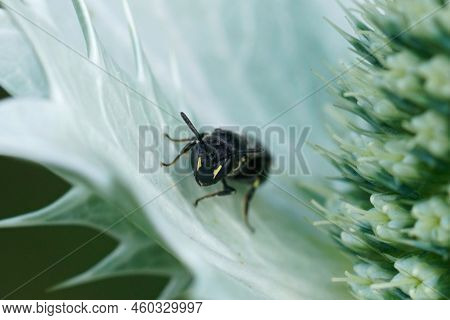 Closeup On A Small Female Common Yellow Face Bee, Hylaeus Communis Sitting On An Eryngium Giganteaum