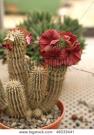 Kaktus med røde blomster