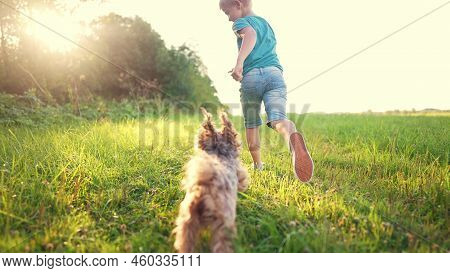 Happy Family. Kid And Dog Run Legs Close-up In The Park At Sunset. People In The Park Concept Boy So