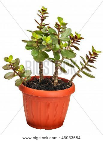 Crassula Zimmerpflanze oder monetären Struktur