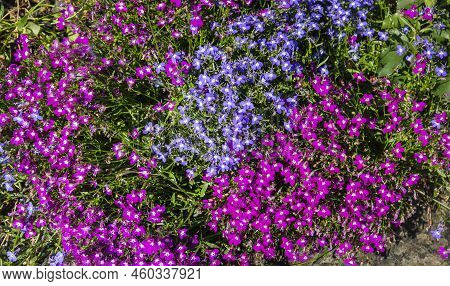 Lobelia Erinus Purple, Blue And Burgundy In A Flower Bed