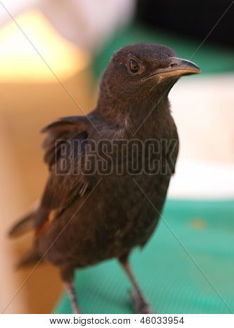 Ouzel