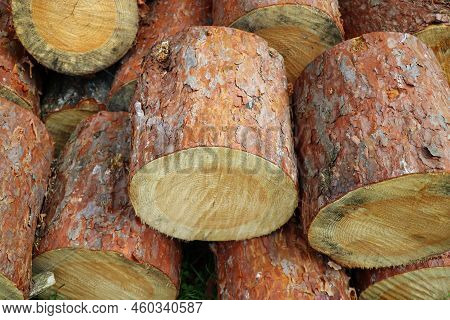 Chopped And Stacked Up Dry Firewood At The Countryside. Stock Pile Of Timber, Chopped Down Trees