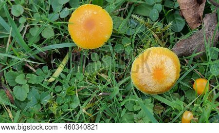Close Up Top View Of Dark Yellow Toadstools In Grass Setting