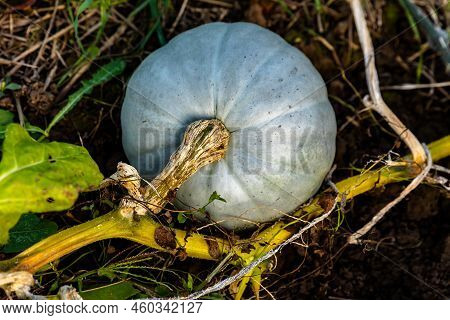 Hungarian Blue Squash Or Blue Pumpkin In An Organic Vegetable Garden In Autumn
