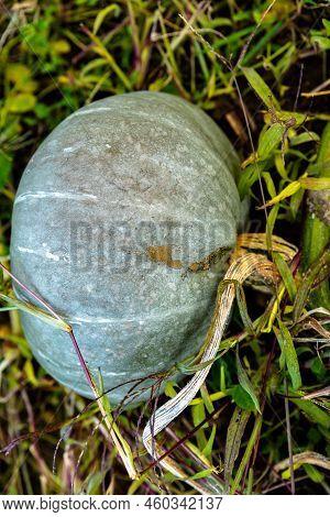 Hungarian Blue Squash Or Blue Pumpkin In An Organic Vegetable Garden In Autumn