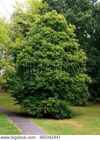 It Is A Tree With Overhanging Branches, They Form Ascending Arms Of Branches Whose Overhangs, While 