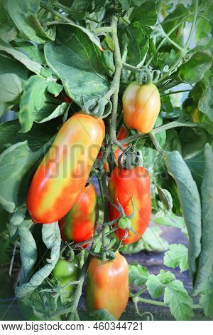 Tomato Bush. Farmer Plantations Of Organic Tomatoes. A Variety Of Red Oblong Marzano Tomatoes On A B