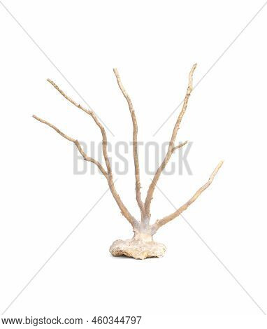 Image Of Dry Natural Coral Or Coralline Isolated On White Background.