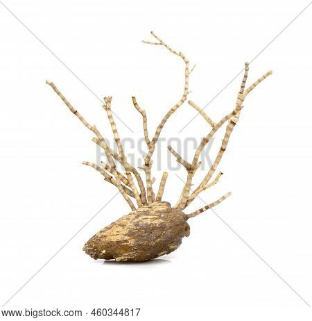 Image Of Dry Natural Coral Or Coralline Isolated On White Background.