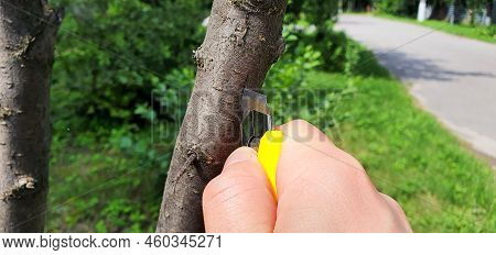 Grafting With A Plum Tree Bud. First You Need To Make A Slot In The Bark Of The Tree To Which We Wil