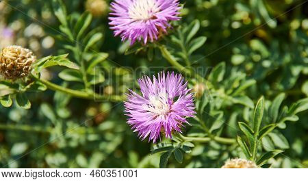 Centaurea Jacea - Species Of Herbaceous Perennial Plants In The Genus Centaurea Native To Dry Meadow