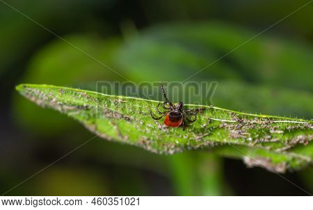 A Dangerous Parasite And Infection Carrier Mite Sitting On A Green Leaf