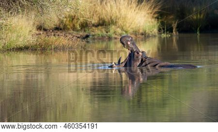Hippopotamus ( Hippopotamus Amphibius) Pilanesberg Nature Reserve, South Africa