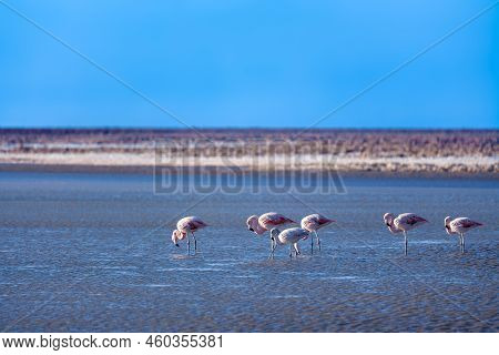Flamingos At Chaxa Lagoon In The Middle Of The Salar De Atacama (atacama Salt Lake), Soncor, Atacama
