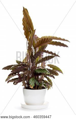 Bush Room Calathea Rufibarba In A Pot On A White Background