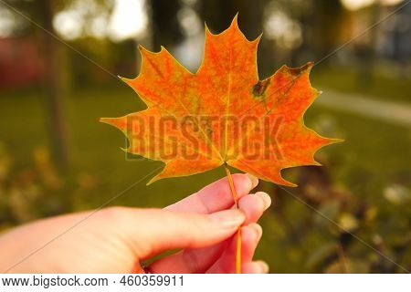 Defocus Orange Maple Leaf In Female Hand On Nature Green Park Background. Colorful Maple Leaves In T
