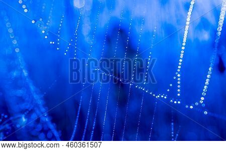 Pattern Of Morning Dew On Spider Web In Blue Light. Cobweb Mesh Texture