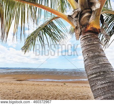 A Conceptual Image Of A Palm Tree Close Up And Beach. A Tropical Scene Representing Calm, Peace, Tra