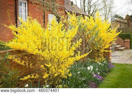 Forsythia X Intermedia Goldrush, Forsythia Flowers In A Uk Garden In Spring