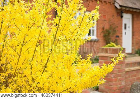 Forsythia Flowers (forsythia X Intermedia Goldrush) In A Garden, Uk