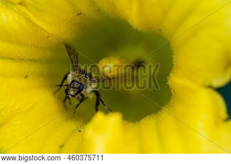 Closeup Of An Orange-belted Bumble Bee Covered In Yellow Pollen As It Collects Nectar In Yellow Flow