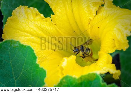 Closeup Of An Orange-belted Bumble Bee Covered In Yellow Pollen As It Collects Nectar In Yellow Flow