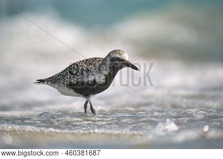 Black-bellied Plover Wild Sea Birdlooking For Food On Seaside In Summer.
