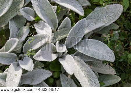 Bush Of The Stachys Byzantina, Also Known As Lamb's Ears With Young Leaves Covered With Silver-white