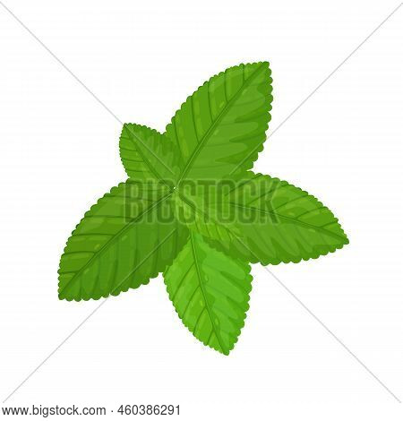Melissa Or Lemon Balm Green  Leaves. Vector Illustration On White Background