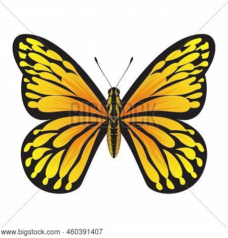 Tropical Orange Butterfly - Beautiful Butterfly Vector Illustration