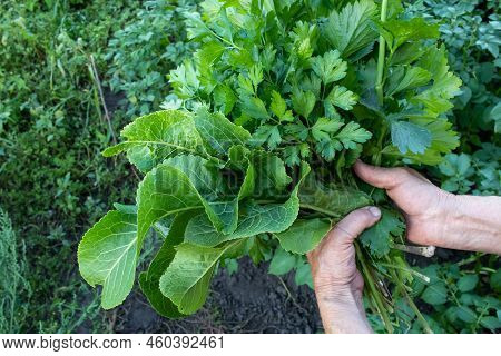 Person Picking Up Fresh Greens In The Garden.  Female Farmer Hands Holding A Bunch Of Celery, Parsle