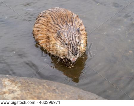 Portrait Of A Muskrat, Ondatra Zibethicus, Rodent Found In Wetlands