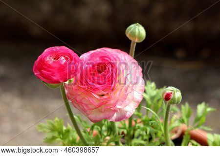 Pink Buttercup Or Ranunculus Pink Herbaceous Flowering Ornamental Plants With Brightly Coloured Dens
