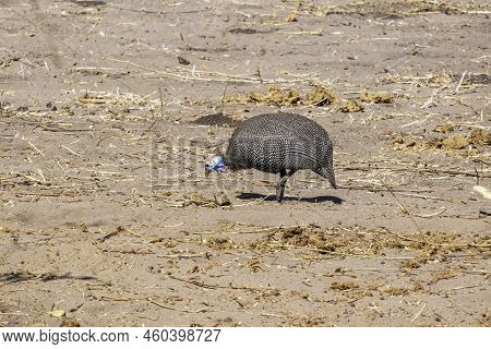 Selective Focus Of A Plumed Guineafowl Walking In A Field Under The Sunlight