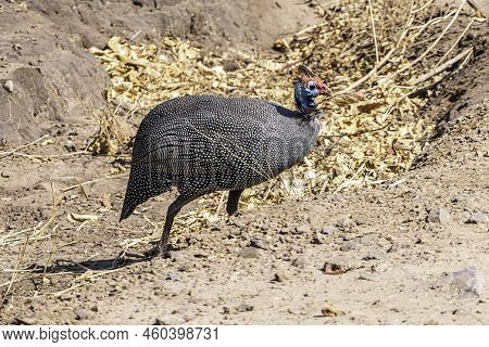 Selective Focus Of A Plumed Guineafowl Walking In A Field Under The Sunlight