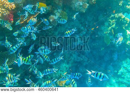Indo-pacific Sergeant (abudefduf Vaigiensis), Also  Known As The Sergeant Major On Coral Reef In The