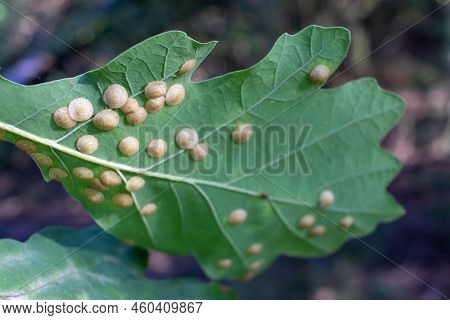 Oak Tree Leaf With White Spots Created By Insects. Oak Tree Leaves Pests And Disease. Galls On Oak L