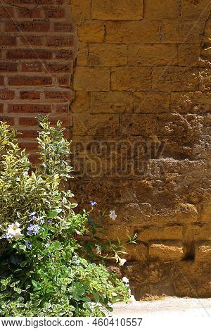 Wall, Old Wall, Stone Wall, Brick Wall, Creeper In Front Of The Wall, Plant In Front Of The Wall