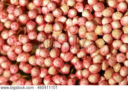 Many Small Pink Flowers In Macro. Soft Focus. Beautiful Background Or Backdrop For Invitation Cards.