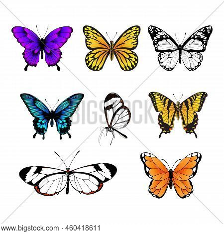 Set Of Butterflies - Colorful Butterfly Collection