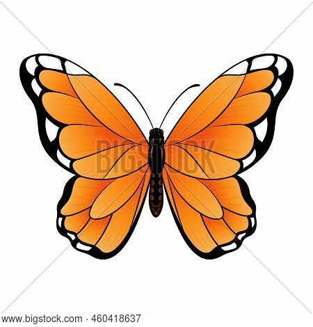Monarch Butterfly Vector Illustration - Beautiful Tropical Butterfly