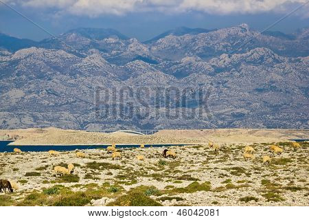 Deserto di pietra sotto la montagna di Velebit