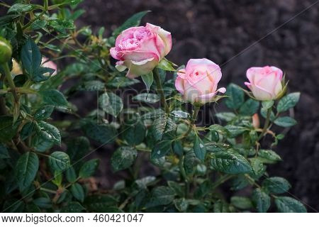 Close-up Of Rosa Eden Rose 85, Pierre De Ronsard, Popular Climbing Rose With Large, Old-rose, Carmin