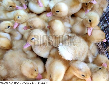 Many Little Yellow Young Ducks Close-up. Many Ducklings Top View. Livestock, Agribusiness, Domestic 