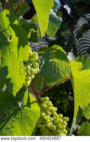 Green Unripe Gamay Noir Grape Growing On Hilly Vineyards Near Beaujolais Wine Making Village Val D'o