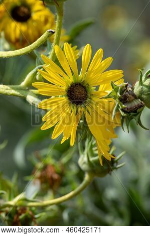 Yellow Flowers Heads Of Silphium Laciniatum Or Compass Plant Growing In Garden